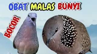 Perkutut Lokal Gacor Vs Tekukur Gayer, Pancingan Dan Masteran Masa Kini