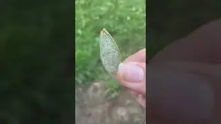 Found a real fairy wing!!! 🧚🏻&zwj;♀️