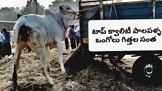 7729053424 కోదాడ సంత లో ఈ వారం చాలా ఎక్కువ దూడలు వచ్చాయి #kodada bulls market