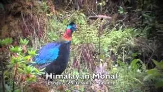 Himalayan Monal