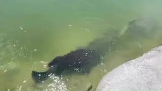 Giant Grouper LS Fishing Pond