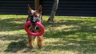 What makes a quality dog breeder and how to avoid a bad one?