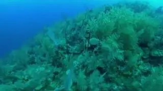 Diving Ted's West in Utila, Honduras