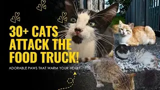 30+ Кошек АТАКУЮТ Фургон с Едой! (Они НИКОГДА так не Ели!) - МАССОВЫЙ Спасательный VLOG