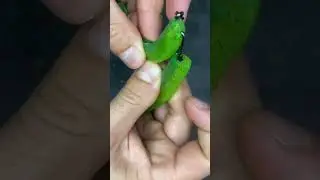 umpan pancing buatan #mancing #tipsmancing #pasangumpanpancing