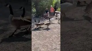 Swan Attacks Goose #shorts