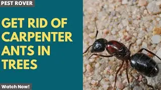 How to Get Rid of Carpenter Ants in Trees - Home Remedy and Naturally