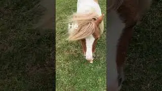 Crazy Milo💖🐴#horse #shetland #dog #cute #funny