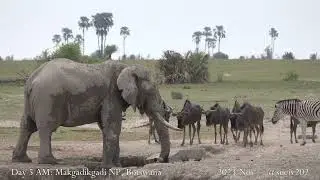back to Makgadikgadi waterhole - part 4 - male elephant drinks his fill