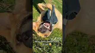 Die fliegende Unterhose - bestes Spielzeug ever #adoptstrays