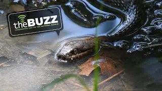 The Buzz: Episode 1