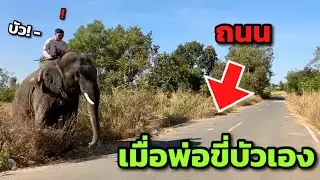 ถนนก็กว้างนะ🤣เมื่อพ่อเสือขี่บัวบานเอง❗️