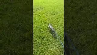Snippet (Italian greyhound) long recall at top speed #dog #shorts