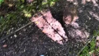 Kiwi New Zealand (Stewart Island)