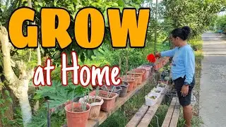 Peaceful Gardening: Growing Spring Onions and Pechay | SIMPLY Bhing🌿