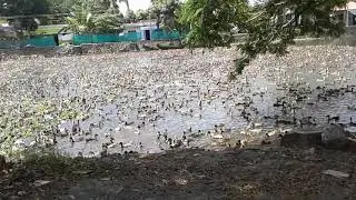 A Kuttanadan view.Moving Duck farm.small country boat balancing art.