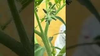 தக்காளி செடி maintenance #tamilshorts #garden #terracegardenindia #gardening
