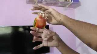 Beauty Of Hyper Red Factor Pineapple Conure