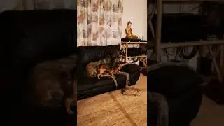 Irsk Ulvehund og Chihuahua
