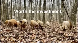 Why Aren't We Eating More Organic Pork?