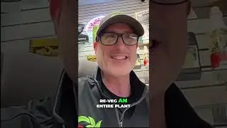 Re-Veg Deep Dive for Small Growers