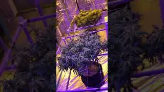 How to grow 4 plants in Canada