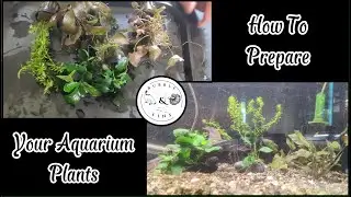 How To Prepare Your Aquarium Plants