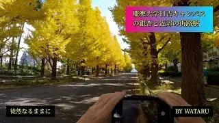 慶應大学日吉キャンパスの銀杏と近郊街路樹