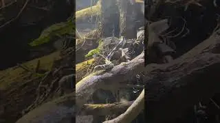 Butant&atilde; pt 2