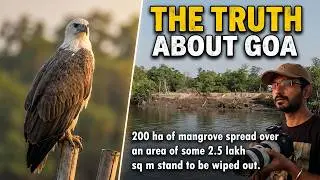 Capturing Stunning Birds on Water | The Truth About Goa's Wildlife Crisis