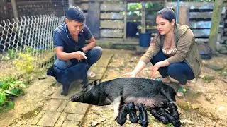 Family takes care of cute piglets - secret to raising healthy pigs every day 🐖