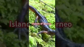 Exploring the Enchanting Islands of Borneo  #Borneo #TravelVlog #IslandExploration #NatureLovers