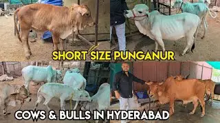 Golden cow in Hyderabad | short size Pure Punganur Cow & bull's available in bowenpally Hashmatpet