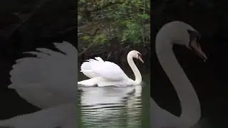 Swan | 4K |JUST RELAX |#justrelax#bird#animal #shorts#shortvideo #4k_status #cute#pet#youtubeshorts