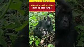 Endangered Mountain Gorilla Gives Birth To Rare Twins In Congo