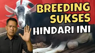 7 Kesalahan Fatal Pemula Saat Ternak Kambing Sistem Breeding