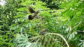 Creativity New Dove Trap Catch wild pigeons easily