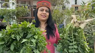 Pahadi Palak harvesting growing organically in terrace garden