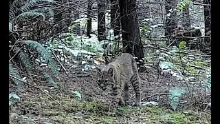 More Bobcat (Lynx Rufus) in Front of Our Camera