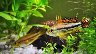 APISTOGRAMMA CACATUOIDES