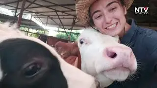 Adorable Cow Goes Viral for Selfie Pose