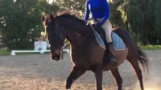 Flex for Lightness - Teaching your OTTB to be light in the bridle