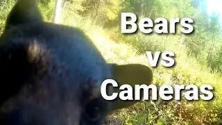 Bears Attack Trail Cams... Do They Last?