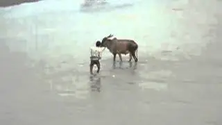 Ox getting a bath