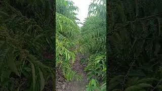 Caf&eacute; robusta amaz&ocirc;nico  clone 25 #caf&eacute; #agro #agroneg&oacute;cio #vidanaro&ccedil;a #sitio #lavoura #plantio