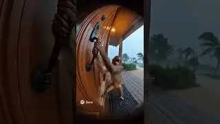 Monkey Struggles to Hold Door in Heavy Windstorm 🌪️🐒