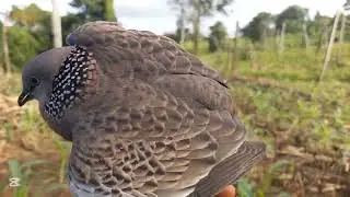 Clip 20//07/10/2025.bổi đồng gù khá.ae cần bổi alo.0974929495.