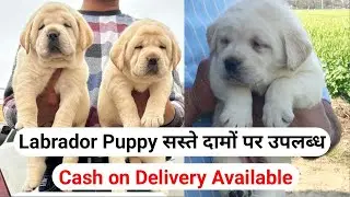 Low Price Dog Puppies Market in Delhi NCR | Labrador Puppy For Sale | Retriever Puppies Available