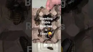How To Breed A Successful Dubia Roach Colony #reptiles #roach #lizard #beardeddragon #gecko #spider