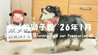 【ポメラニアンの福】1713 ポメ的 獅子舞 '26年1月・Danse du lion interprétée par Pomeranian 45